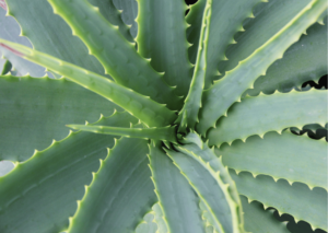 Aloe vera benefits on your skin